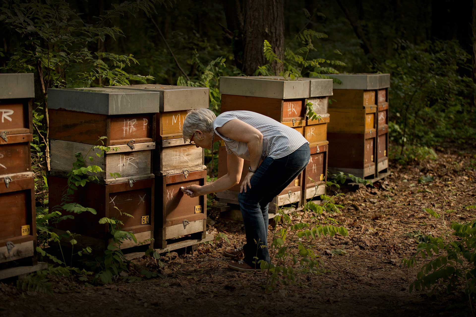Biohonig, Bienenvölker, Tierwohl