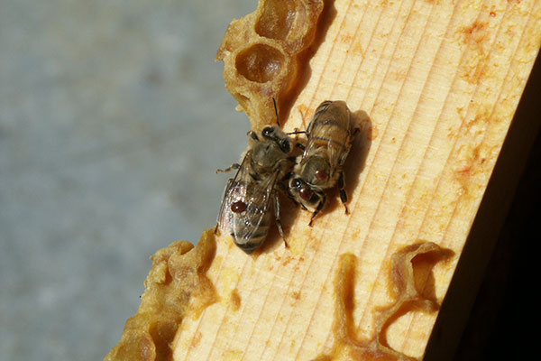 Bienen-mit-Varroa-Milbe