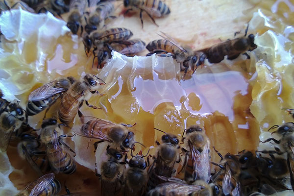 Bienen, Tierwohl, Imkerei, Biohonig