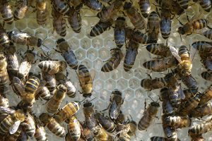Bienen, Tierwohl, Imkerei, Biohonig